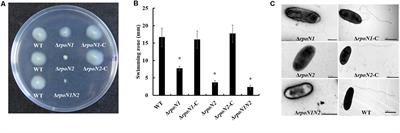 Transcriptome Analysis Revealed Overlapping and Special Regulatory Roles of RpoN1 and RpoN2 in Motility, Virulence, and Growth of Xanthomonas oryzae pv. oryzae